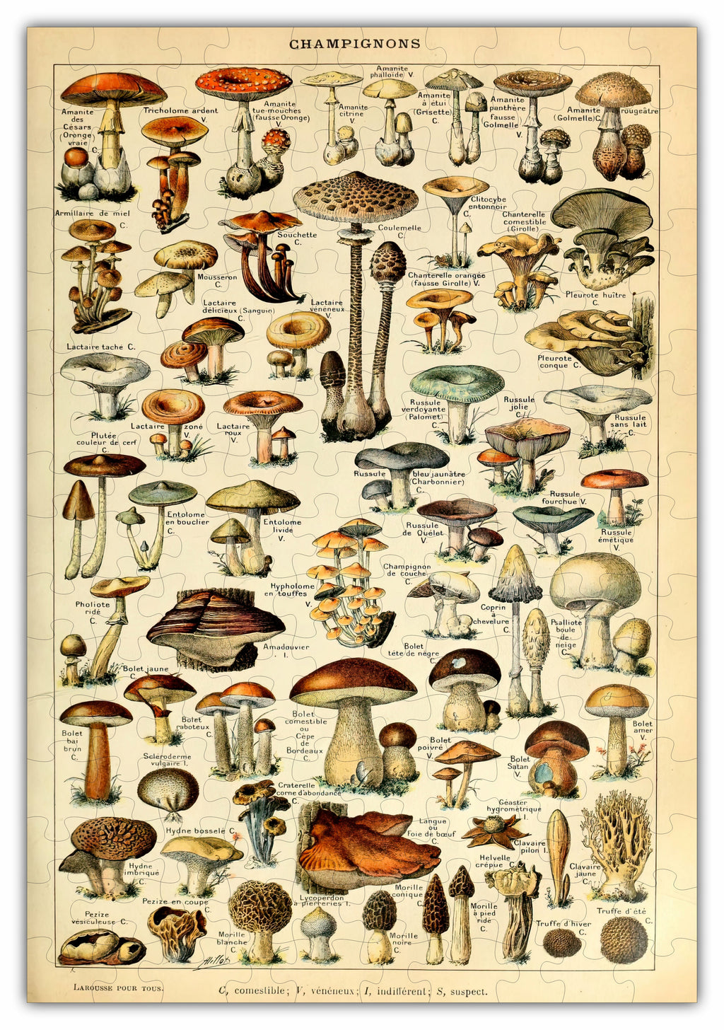 Mushroom Species - 160 Piece Wooden Jigsaw Puzzle