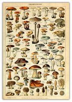 Mushroom Species - 160 Piece Wooden Jigsaw Puzzle