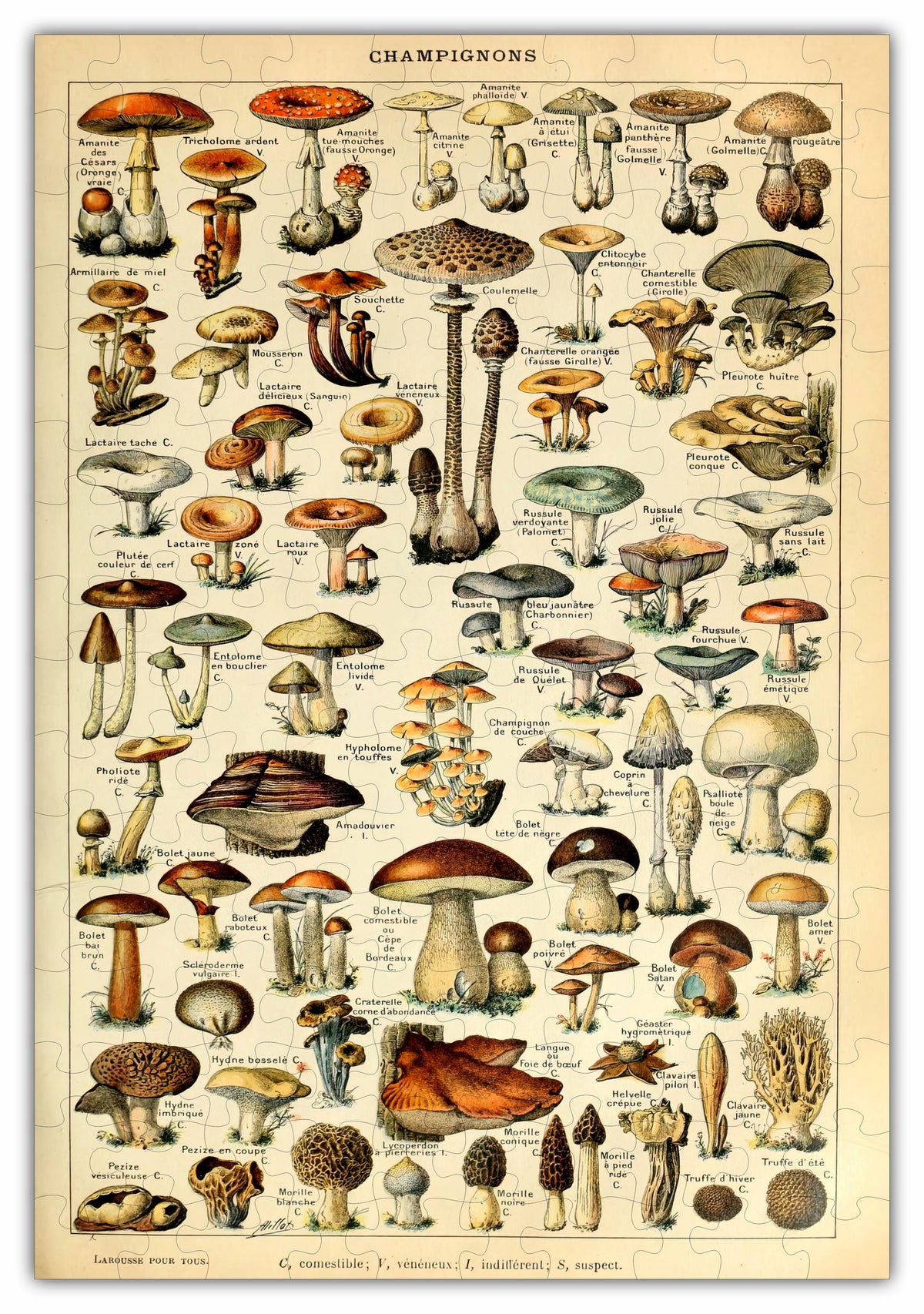 Mushroom Species - 160 Piece Wooden Jigsaw Puzzle