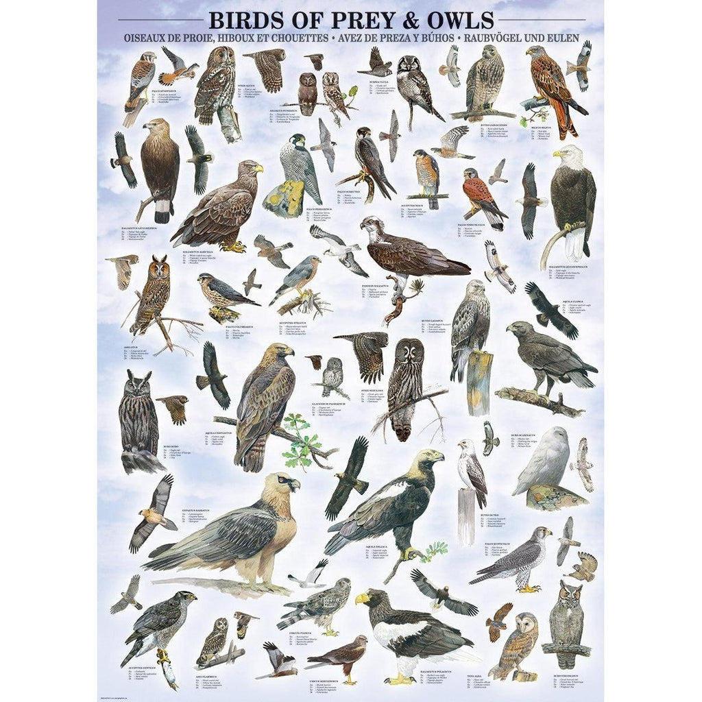 Birds of Prey & Owls - 1000 Piece Jigsaw Puzzle