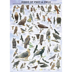 Birds of Prey & Owls - 1000 Piece Jigsaw Puzzle