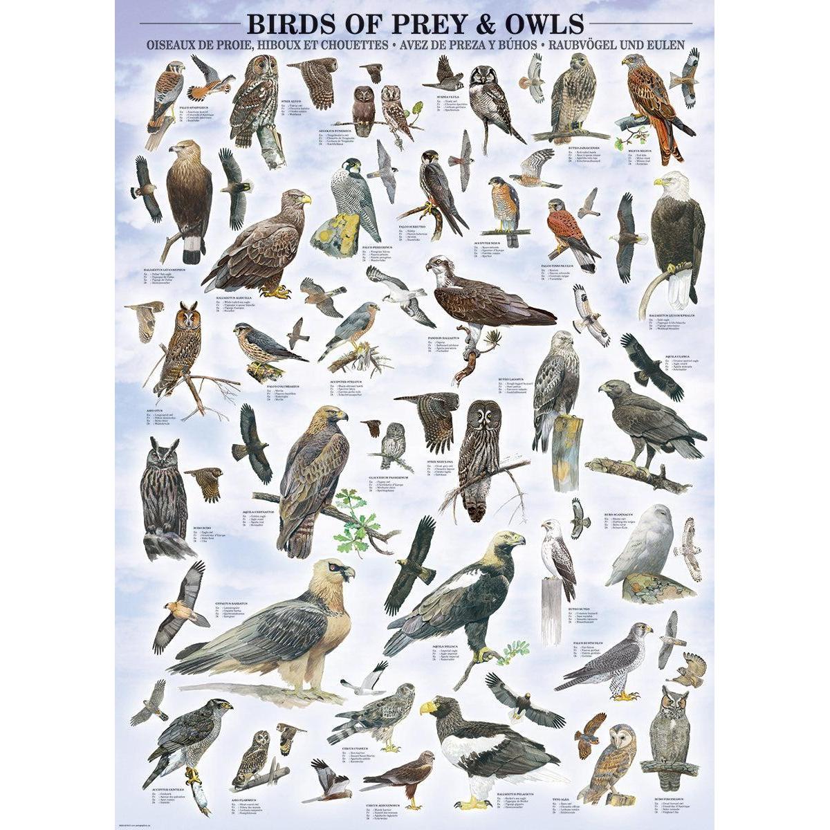 Birds of Prey & Owls - 1000 Piece Jigsaw Puzzle