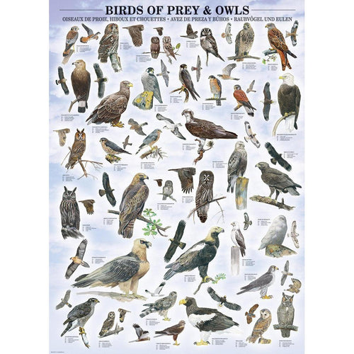Birds of Prey & Owls - 1000 Piece Jigsaw Puzzle