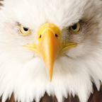 Eagle – Eagle 66 Piece Pocket Puzzle