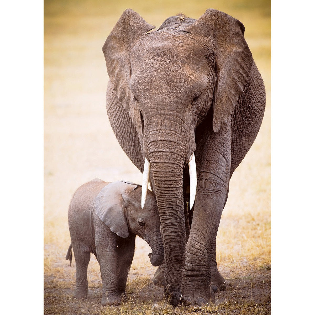 Elephant & Baby – 1000 Piece Jigsaw Puzzle