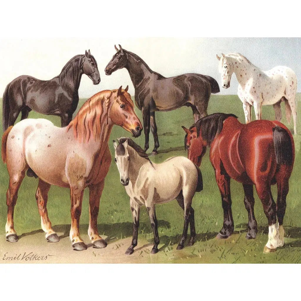 Horse Breeds - 1000 Piece Jigsaw Puzzle