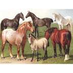 Horse Breeds - 1000 Piece Jigsaw Puzzle