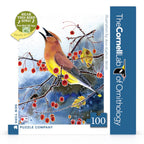 Cedar Waxwing Mini