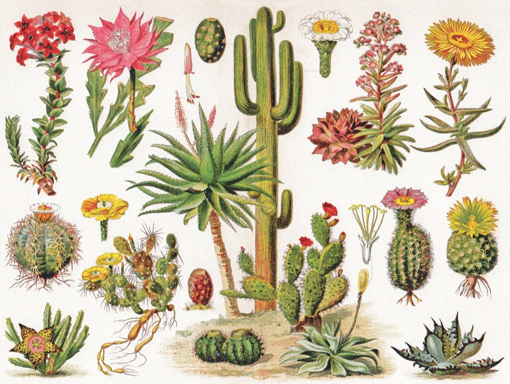 Cacti & Cactus – 1000 Piece Jigsaw Puzzle