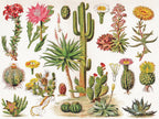 Cacti & Cactus – 1000 Piece Jigsaw Puzzle