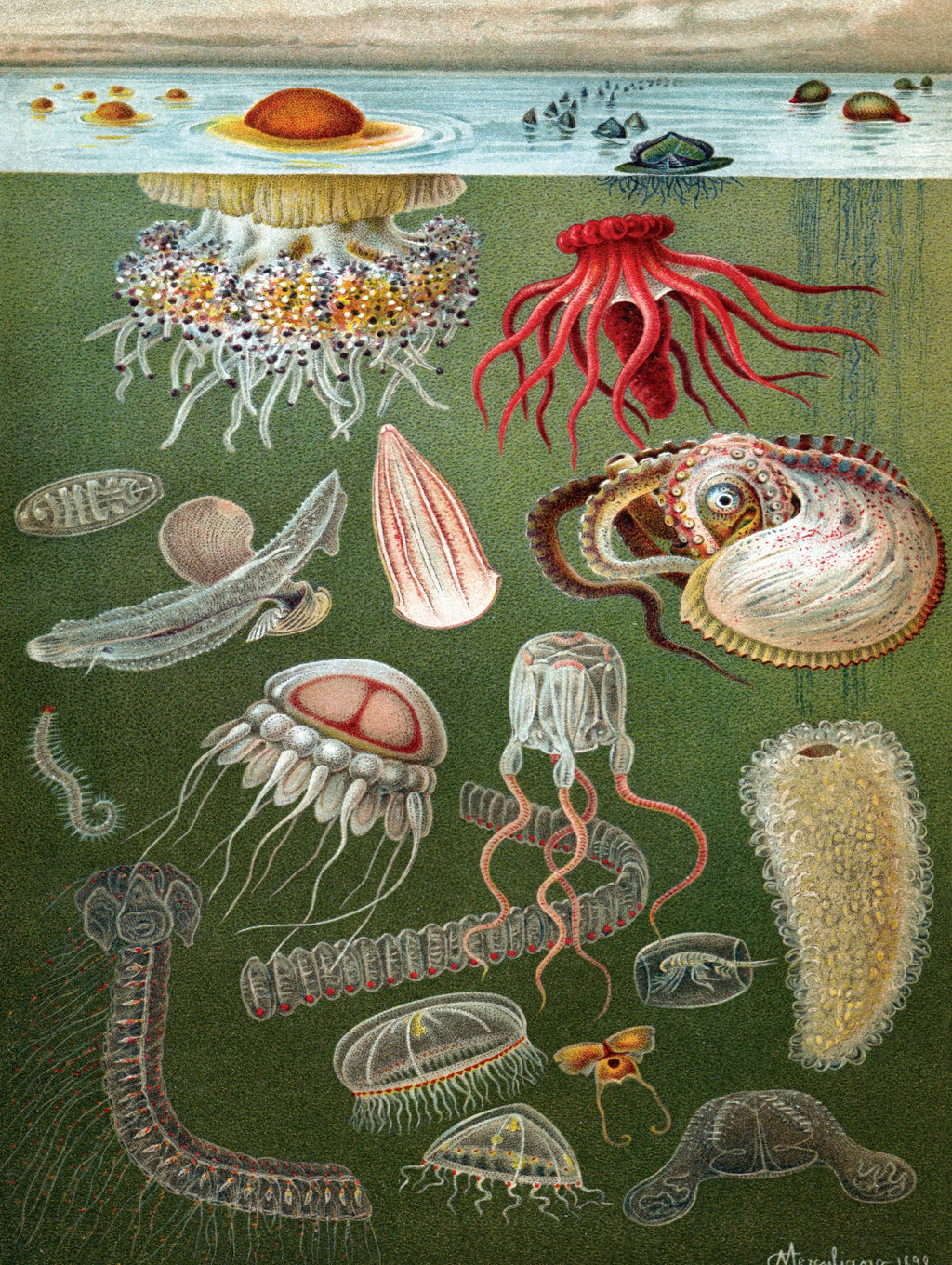 Under the Sea – 1000 Piece Jigsaw Puzzle