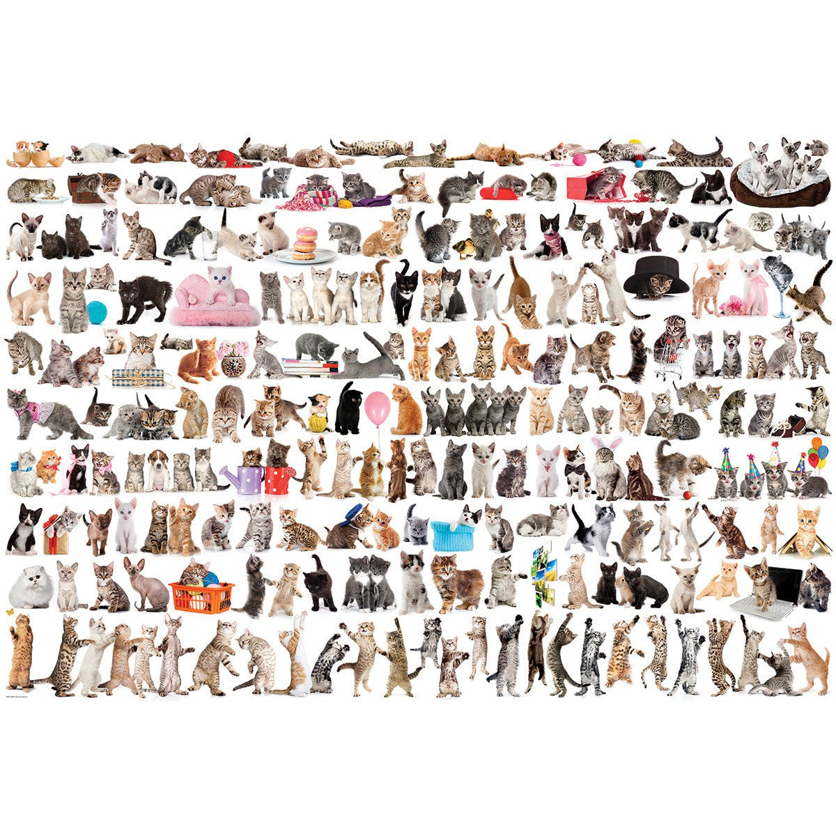 The World of Cats – Cat Breeds 2000 Piece Puzzle for Adults