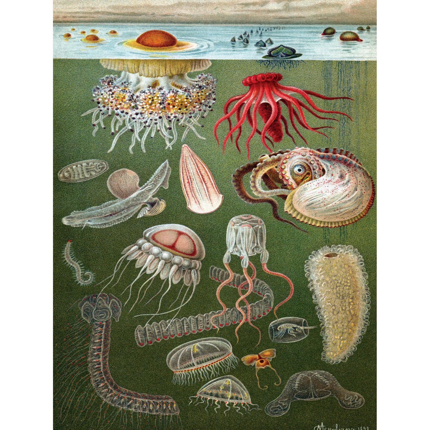 Under the Sea – 1000 Piece Ocean Puzzle