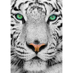 White Siberian Tiger – 1000 Piece Jigsaw Puzzle