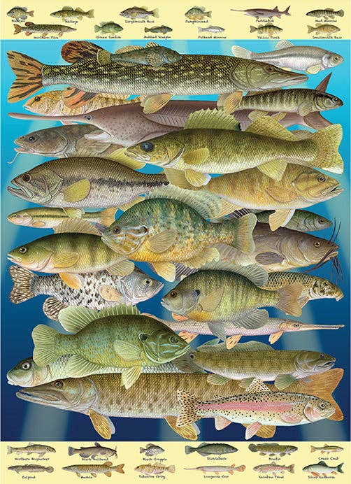 Fish Frenzy! – Fish 1000 Piece Puzzle
