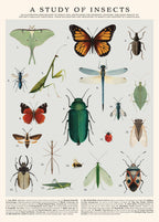 Insects Puzzle – 500 Pc Tube with Vintage Illustrations