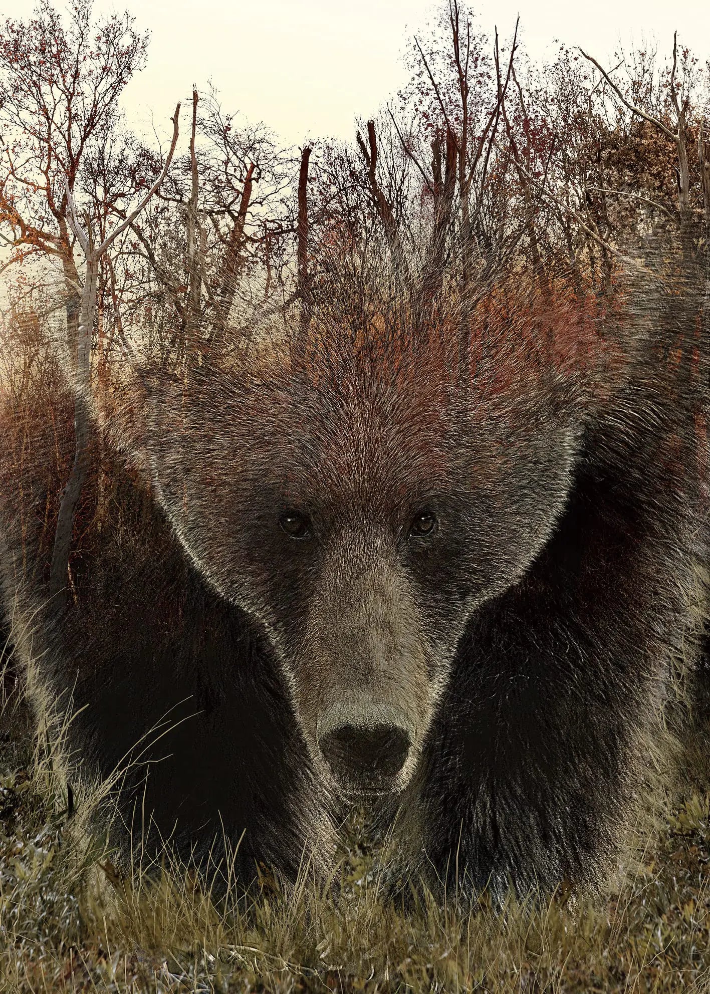 Bear Animal Jigsaw Puzzle