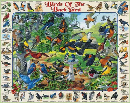 Birds of the Backyard – 1000 Piece Jigsaw Puzzle